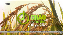 Chào buổi sáng bông lúa (25-26.07.2024)