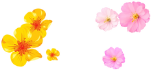 HTV logo Tet 2024 (HTV7)