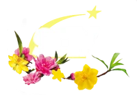 SCTV Tết 2017 (SCTV9)