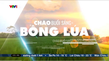Chào buổi sáng bông lúa (2025-nay)