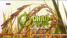 Chào buổi sáng bông lúa (2022-2024)