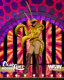 ElektraVandergeldDRMX2YellowLook