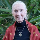 Jane Goodall Nymphia Wind (DR16)