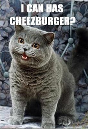 Cheezburgercat