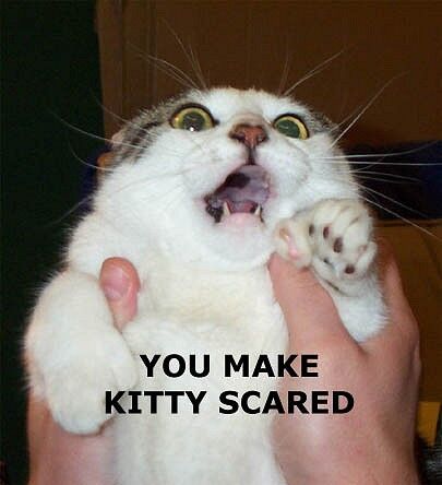 Scaredkitty.jpg