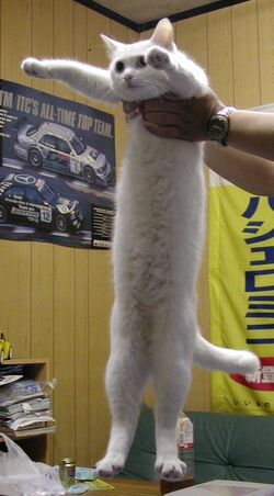 You know what they say about long legs - Lolcats - lol