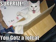 Surprise-your-box-contains-a-lolcat