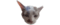 Fatcat's Fattieslogo std