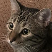 Zooby's Kittens Logo