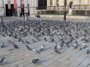 PigeonsSquare