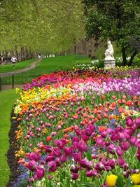 StJamesParkFlowers 10