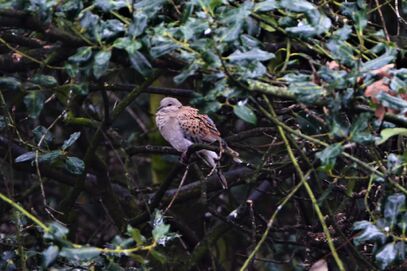 Turtle dove gants hill