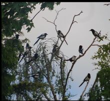 Magpies 2