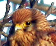 Kestrel (female) MHP 17-01-2010