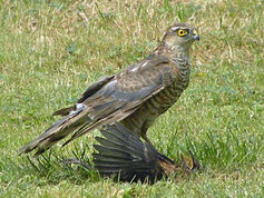 Sprawk