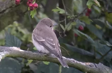Spotted Flycatcher, area 39, Regents Park