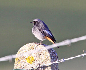 IMG 1549 Black Redstart1