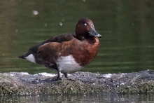 Ferruginous Duck, Brent Reservoir (Magnus Andersson)