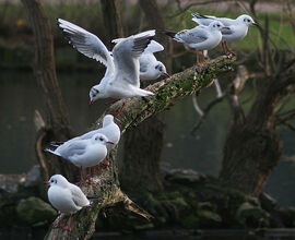 Blackheadedgulls-broomfieldpark-katymcgi