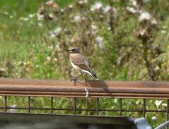 WheatearJuvCrossness24Aug17