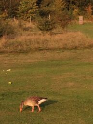 Greylag Mill Hill