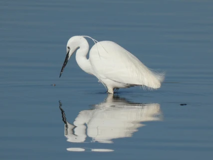 London Bird Club Wiki