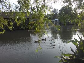 18 Egyptian Goose young 7.5.20 Taggs Island by S