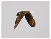 Short-eared Owl, Wimbledon Common (D