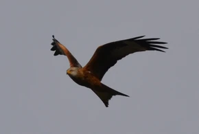 Red Kite over West Drayton