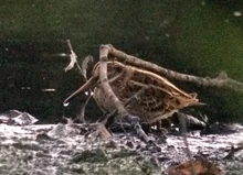 Jack Snipe, Brent Res (digiscoped 20mins after sunset) by Magnus Andersson