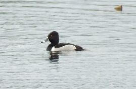 Ring-necked Duck (15)