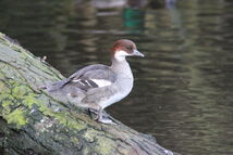 Redhead Smew that was present on the boating lake in March 2014