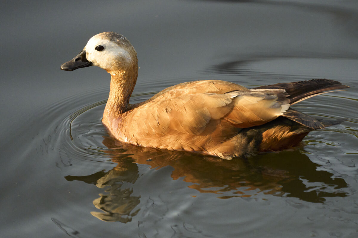 August 2021 | London Bird Club Wiki | Fandom