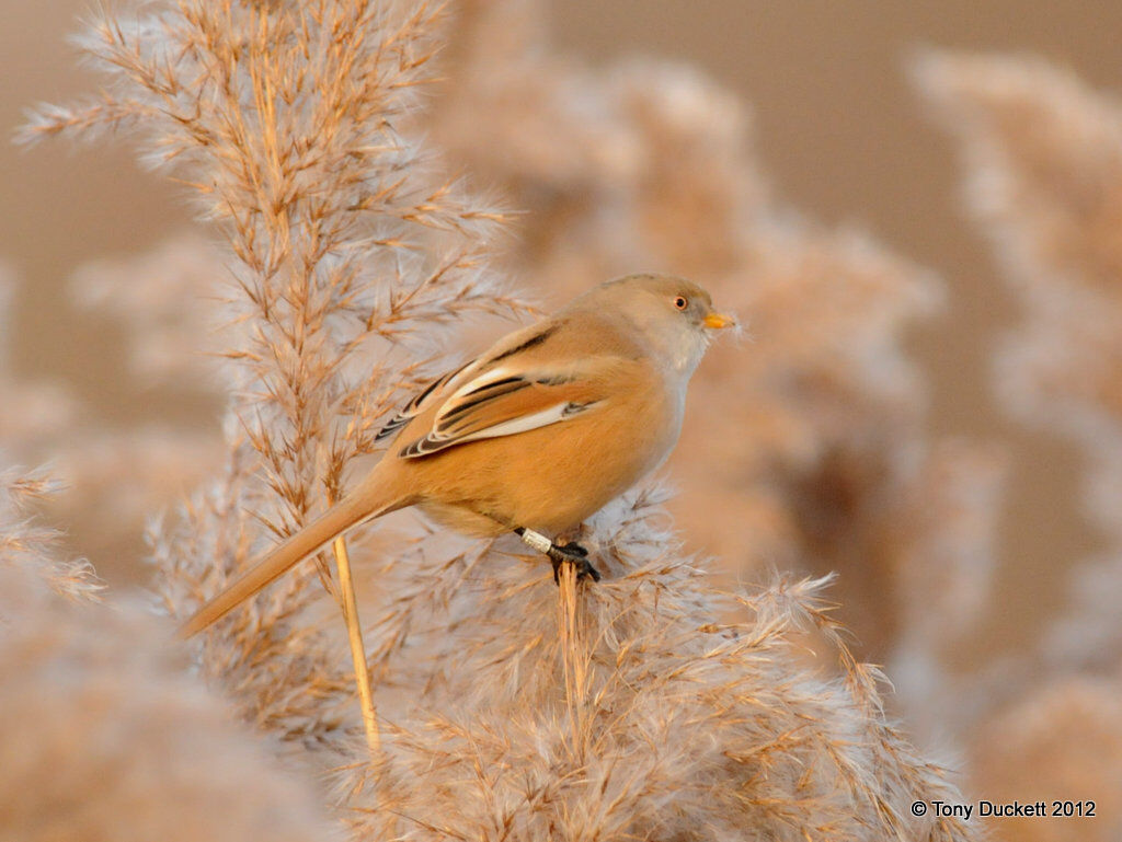 January 2013, London Bird Club Wiki