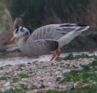 April 2019 London Bird Club Wiki Fandom