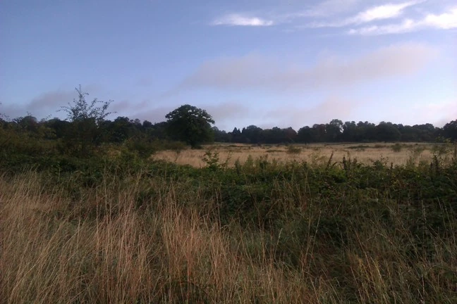 Copped Hall field late Summer