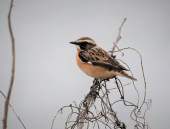 April 19 London Bird Club Wiki Fandom