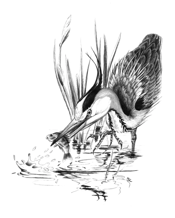 Malcolm Riddler (Bird Illustrations) | London Bird Club Wiki | Fandom