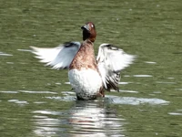 Ferruginous Duck, Brent Reservoir (John Edwards)