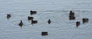 Common Teals in the Thames