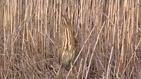 Bittern