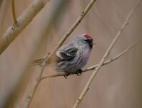 Redpoll