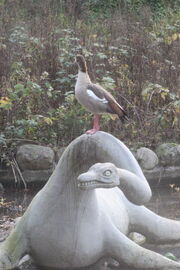 Egyptian Goose, Crystal Palace Park