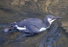 P1400243 Guillemot 1