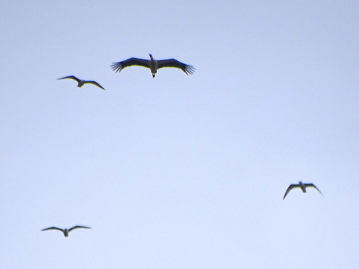 How to identify birds of prey  Herts and Middlesex Wildlife Trust