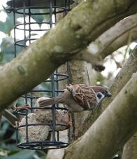 Tree sparrow 5.jpg