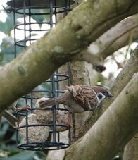 Tree sparrow 5