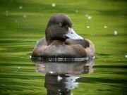 Female Tufted Duck