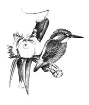 07-kingfisher