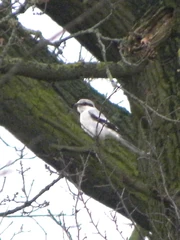 Record shot of Great Grey Shrike, Bury Farm, 24th January 2016 (Andrew Haynes)